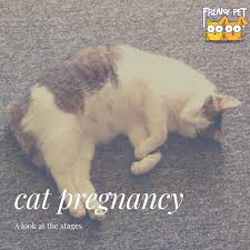 Maybe you would like to learn more about one of these? Stages Of Cat Pregnancy Freakypet