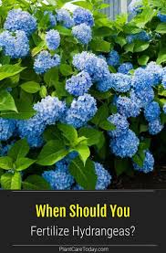 So, spring to summer is the best time to fertilize hydrangeas. Fertilizing Hydrangeas When To Fertilize Hydrangea Plants In 2021 Planting Hydrangeas Fertilizer For Plants Hydrangea Fertilizer