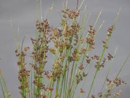 Image result for Juncus lomatophyllus