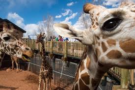 National Geographic On Instagram Photo By Joelsartore This Giraffe Is Sure Ready For His Close Up The Cheyennemountainzo Giraffe Animals African Animals