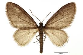 Image result for Trichopteryx