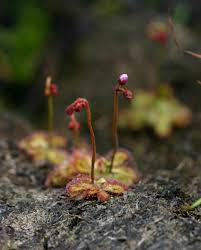 Image result for Drosera dielsiana