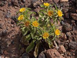 Image result for Aspilia rudis