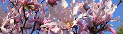 Mature flowering trees on sale at ty ty nursery. Garden Center Florist Landscaping Gifts Classes And Display Gardens In South New Jersey