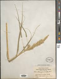 Image result for Echinochloa pyramidalis
