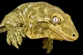 Image result for Daknopholis