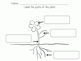 Carnivorous plant coloring page printable. Life Cycle Of A Plant Coloring Page Coloring Home