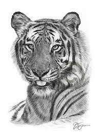 Saved by lakeside pottery studio. Bengal Tiger Pencil Drawing Print A3 A4 Sizes Signed By Artist Gary Tymon Ebay
