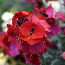 When the orchid peaks its blooming period, its new flowers will last up to 12 weeks. Manual Winter Passion