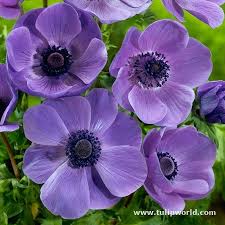 Anemone Types Of Purple Flowers Bulb Flowers Purple Flower Arrangements
