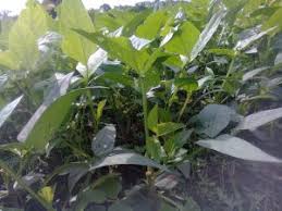 Maybe you would like to learn more about one of these? Jenis Bakteri Yang Biasa Ada Dalam Tanah Pertanian Tips Petani