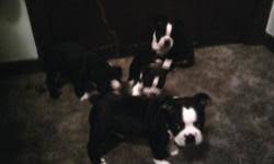 Boston terrier breeders circle j?s boston terriers , boston terrier breeder, offers boston terrier puppies for sale. Boston Terrier Puppies Price 250 00 For Sale In Killeen Texas Best Pets Online