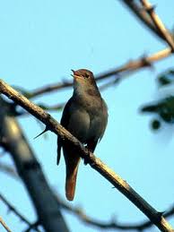 Bulbul Vikipedi