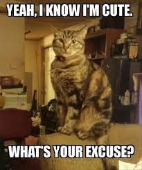 Excuses Baby Animals Funny Funny Animal Memes Funny Animals
