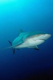 Check spelling or type a new query. Bull Shark Bull Shark Shark Pictures Shark Fishing