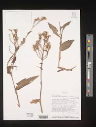 Image result for Aneilema aequinoctiale