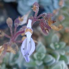 Image result for Leptochloa coerulescens