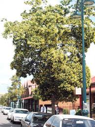 Arbornet Quality Advanced Trees
