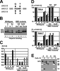 Image result for White 1995 AAV