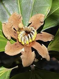 Image result for Bellucia