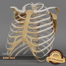 Projection on the rib cage of the heart, lungs and diaphragm. 3d Model Ribcage Complete