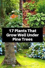 Who Says You Can T Make Your Garden Colorful And Full Of Different Plants When You Have A Pine Tree Shade Garden Plants Trees To Plant Landscaping Around Trees