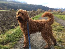 Aussiedoodle mini australian shepherd mini australian shepherd mix mini bernedoodle mini bernedoodle hybrid mini bulldog mini goldendoodle mini irish doodle mini labradoodle mini. Wavy Harmony Original Australian Labradoodle Hundezucht