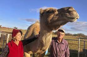 Ck 60368 this camel is so tame that anyone can ride it. Camels Thrive In Oklahoma Farms