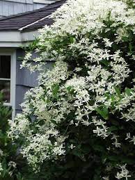 Vigorous, twining vines can bring gorgeous blooms to the landscape. 19 Flowering Vines For Shade Shade Loving Vines Balcony Garden Web