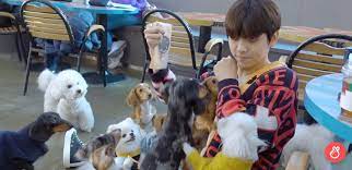 Are you have pets at your home? Talk X Today Episode 1 Soobins Checklist Soobin In A Pet Cafe Pet Cafe Dog Cafe Pets