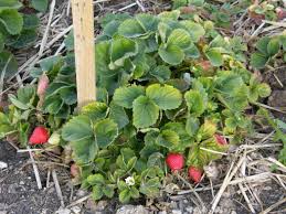 Therefore, a new planting should be established after strawberry plants produce fruits for more than three to four years for maximum production every. Strawberry Plants Produce Best Fruit In Spring Fall Las Vegas Review Journal