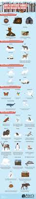 How 34 Different Animals Survive Through The Winter Infographic Survival Instinct Survival Animals