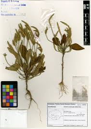 Image result for Elytraria