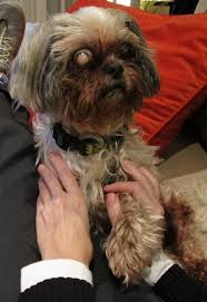 Maybe you would like to learn more about one of these? Pet Talk When It S Time To Let Go Of A Beloved Companion Oregonlive Com