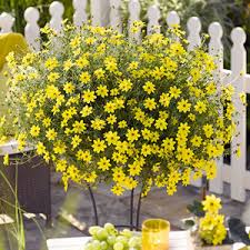 Image result for Bidens grantii