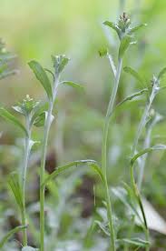 Image result for Gnidia virescens