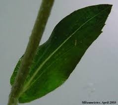 Image result for Erlangea remifolia