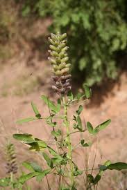 Image result for Crotalaria cylindrocarpa