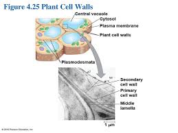 Secondary cell walls (scws) form the architecture of terrestrial plant biomass. 4 A Tour Of The Cell Campbell Biology In Focus Second Edition Ppt Download