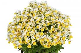 Image result for Nemesia