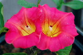 Image result for Stictocardia