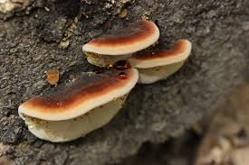 Image result for Ischnoderma resinosum