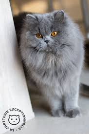 Three long haired kittens for sale, one male is ginger and white and two females. British Longhair Blue British Blue Cat Pretty Cats British Shorthair Kittens