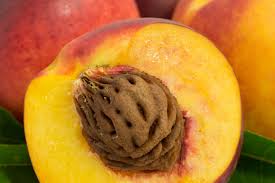 But, like any food that's not a regular part of his diet, peaches can cause some stomach can dogs eat peach? Peach Pits Poisoning In Dogs Symptoms Causes Diagnosis Treatment Recovery Management Cost