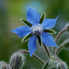 Image result for Borago