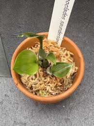 Image result for Oeceoclades saundersiana