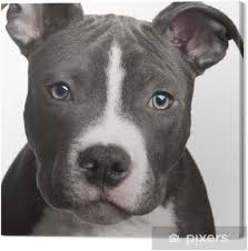The muzzle is medium in length and rounded on the upper. Leinwandbild American Staffordshire Terrier Welpen 3 Monate Pixers Wir Leben Um Zu Verandern