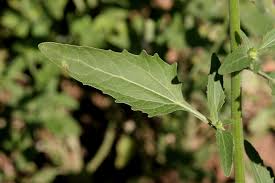 Image result for Verbesina encelioides