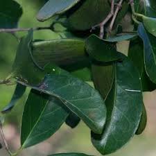 Image result for Hippocratea africana