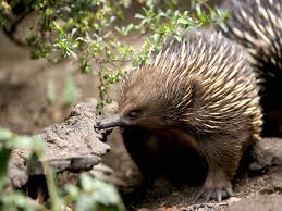 Pin On Healesville Sanctuary